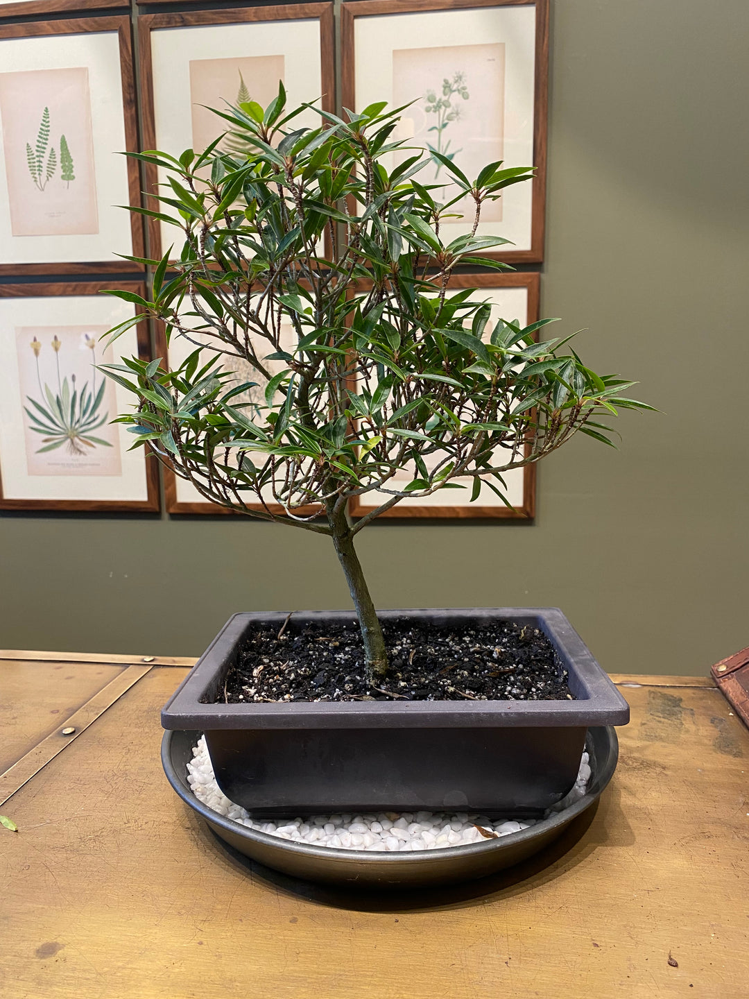 Ficus Bonsai