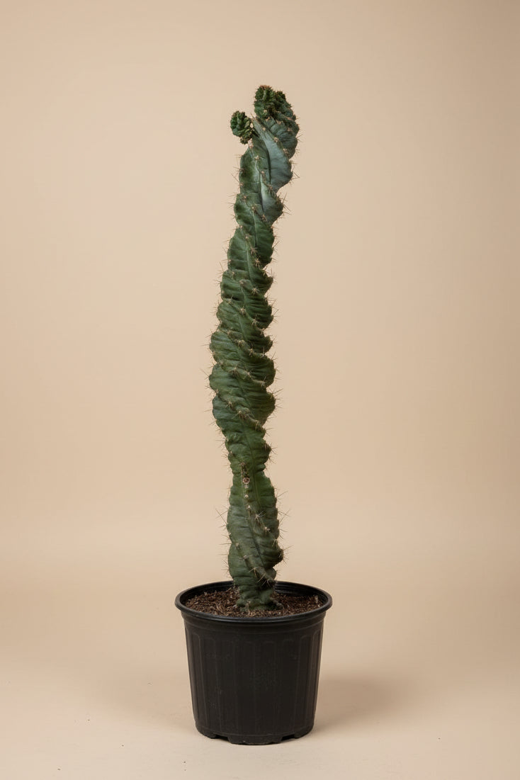 Spiral Cactus