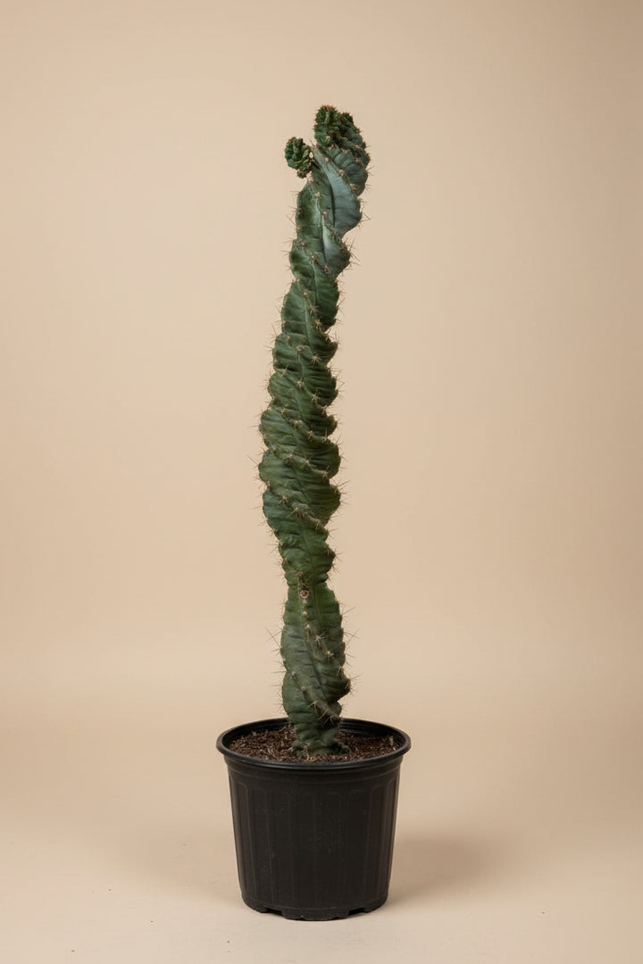 Spiral Cactus