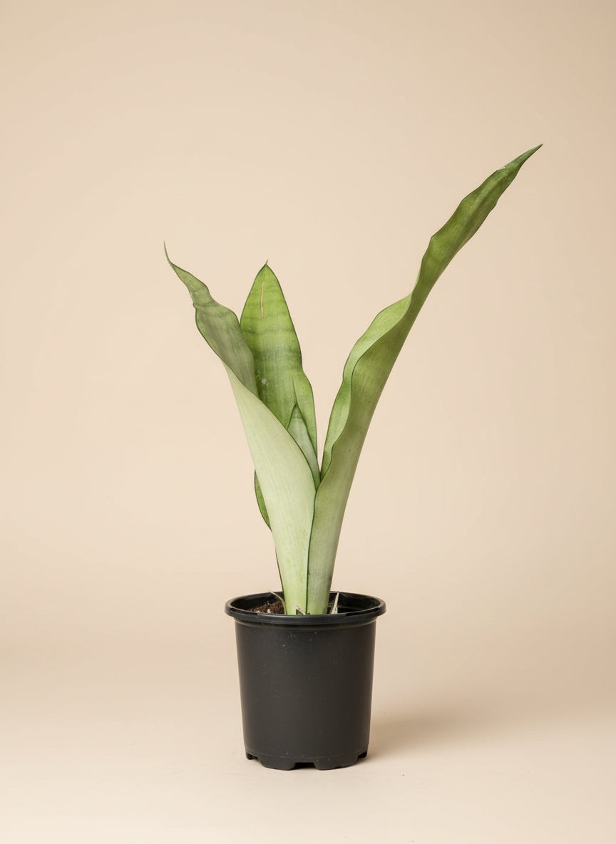 Snake Plant