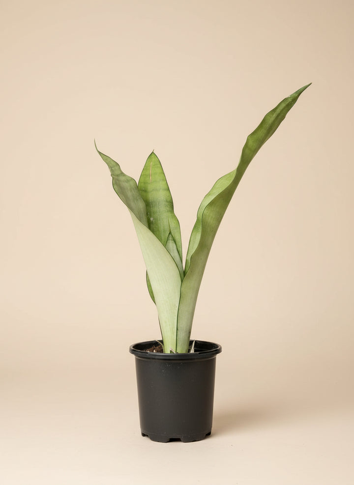 Snake Plant