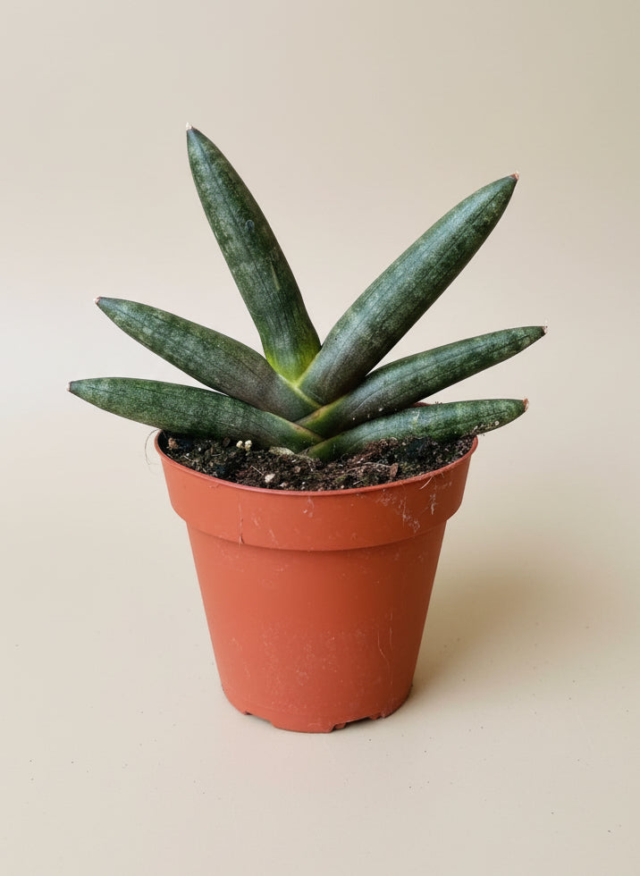 Snake Plant