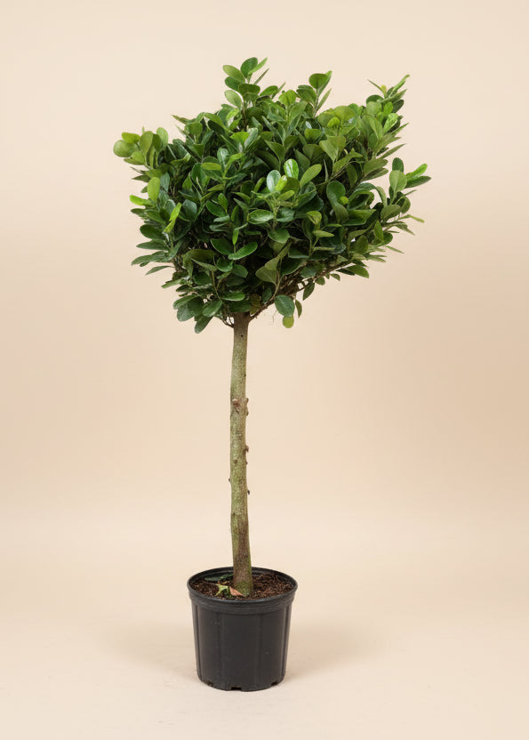 Ficus Moclame