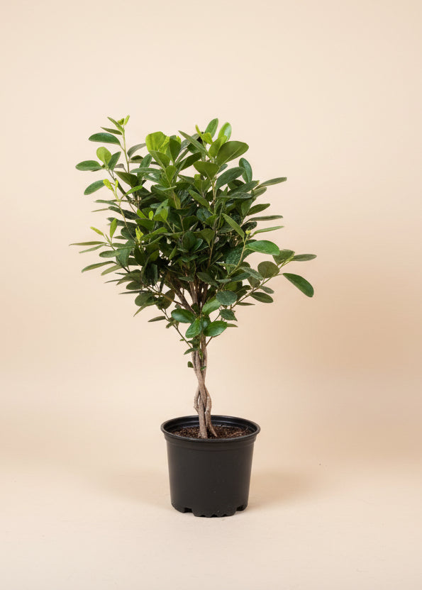 Ficus Moclame
