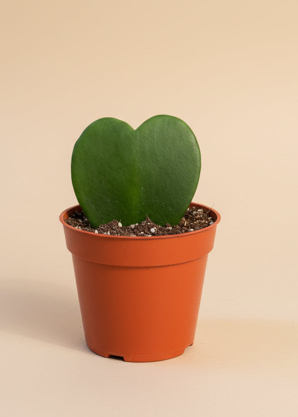 Hoya Heart