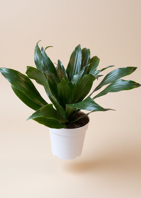 Dracaena 'Janet Craig Compacta'
