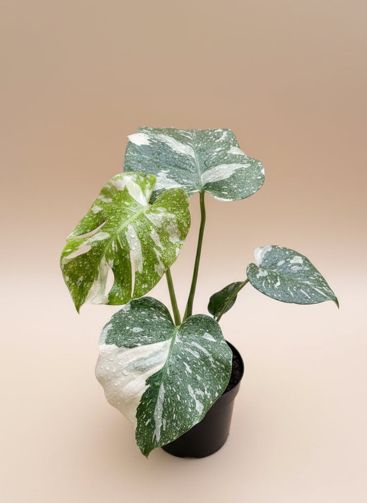 Monstera Thai Constellation