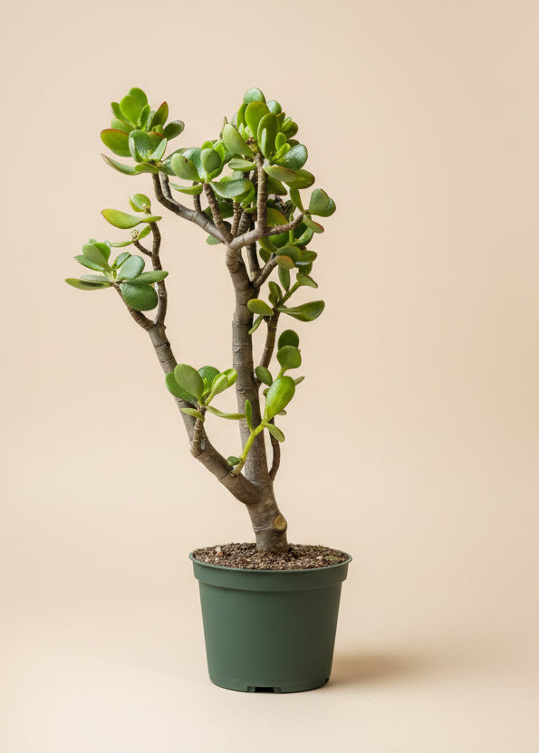 Jade Plant