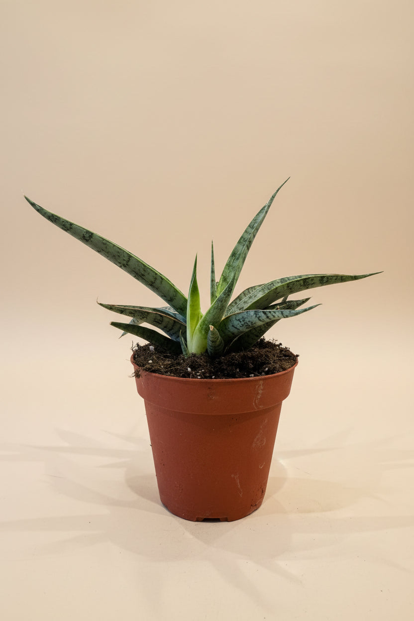 Snake Plant