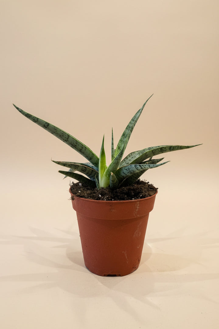 Snake Plant
