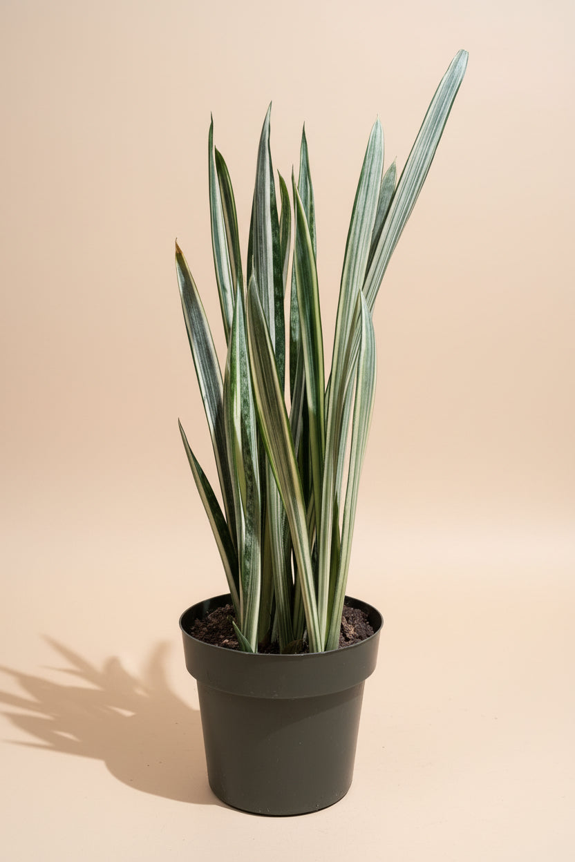 Snake Plant