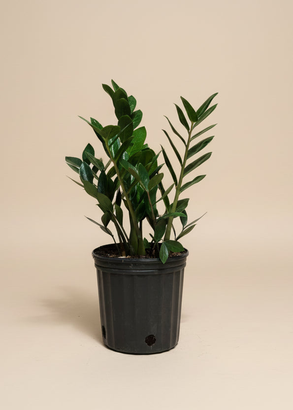ZZ Plant