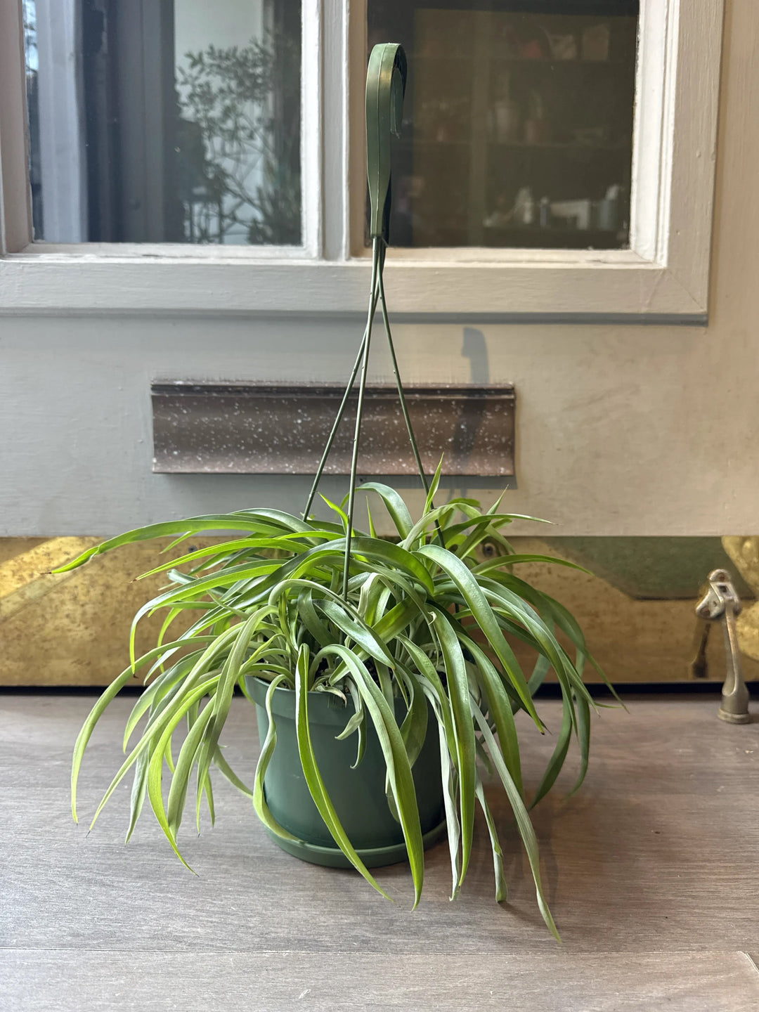 Spider Plant