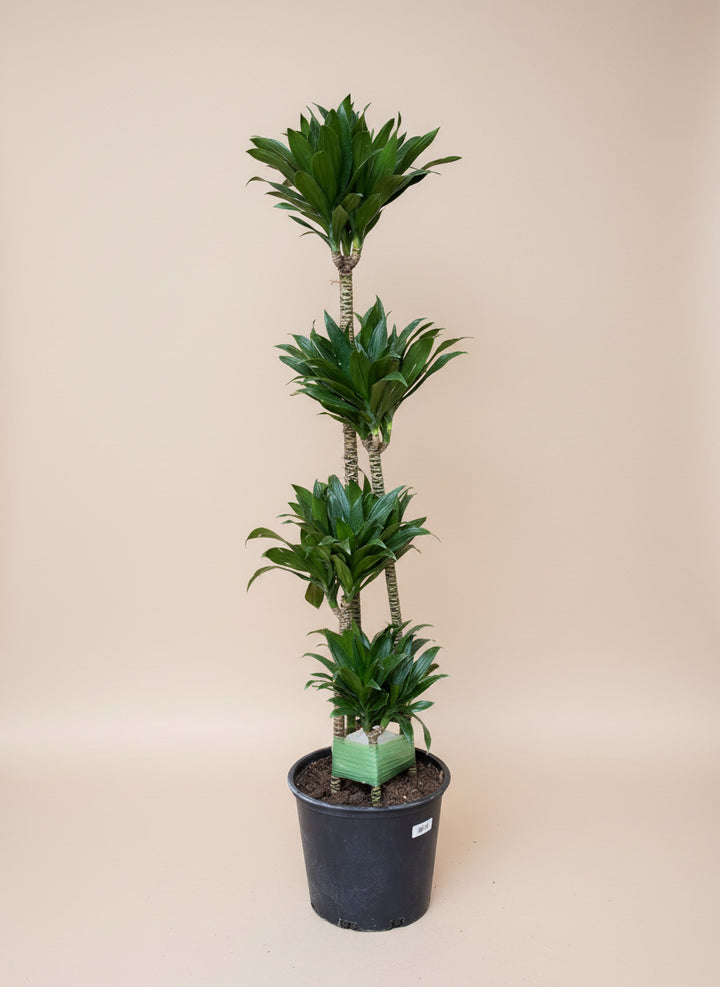 Dracaena 'Janet Craig Compacta'