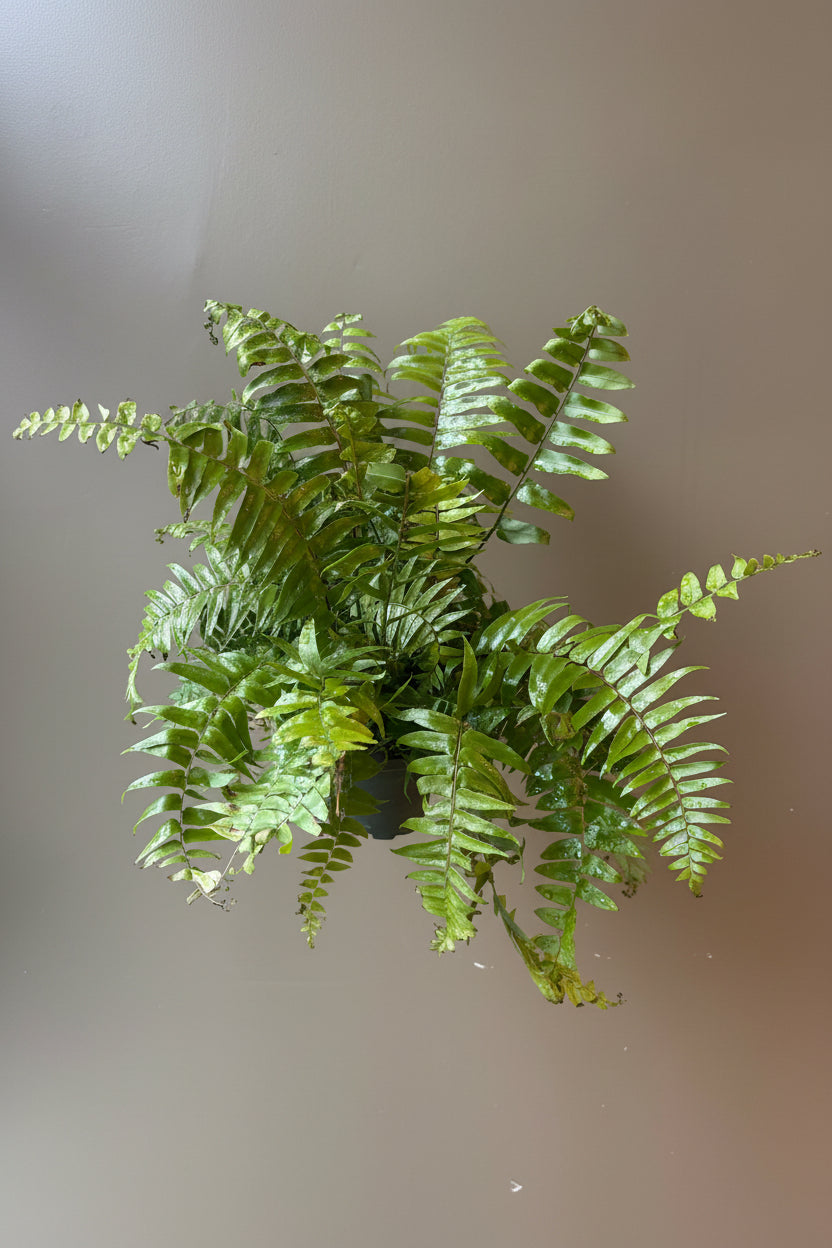 Macho Fern