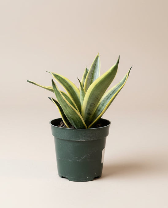 Snake Plant