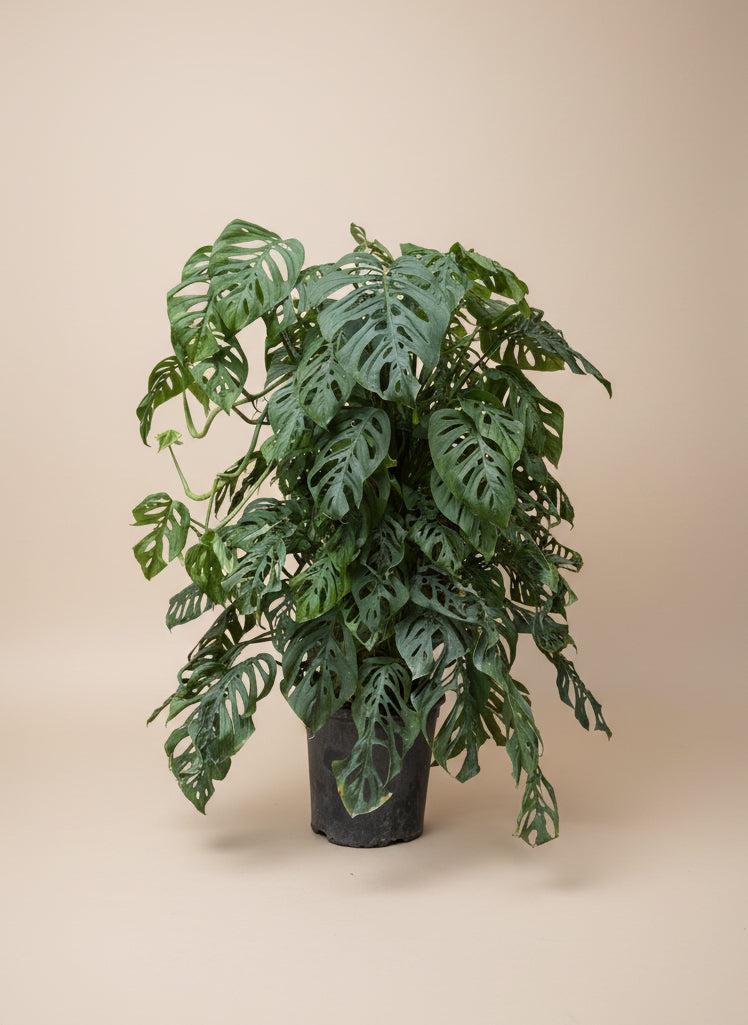 Monstera Adansonii