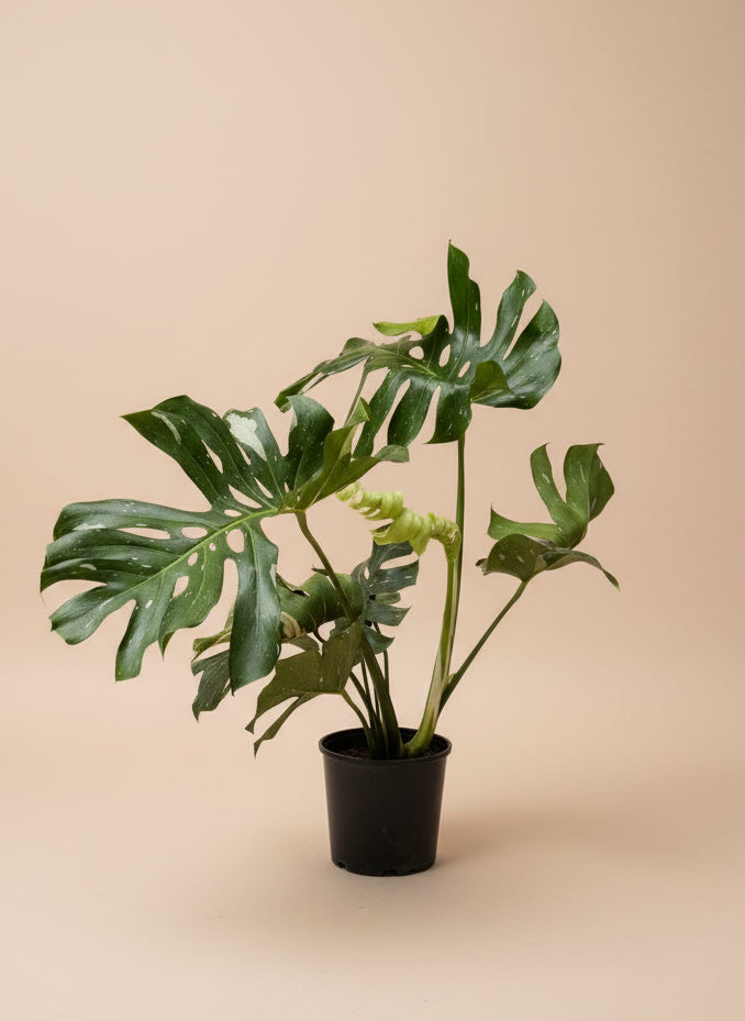 Monstera Thai Constellation