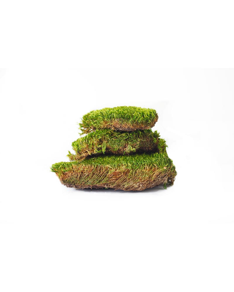 Mood Moss (Installation)