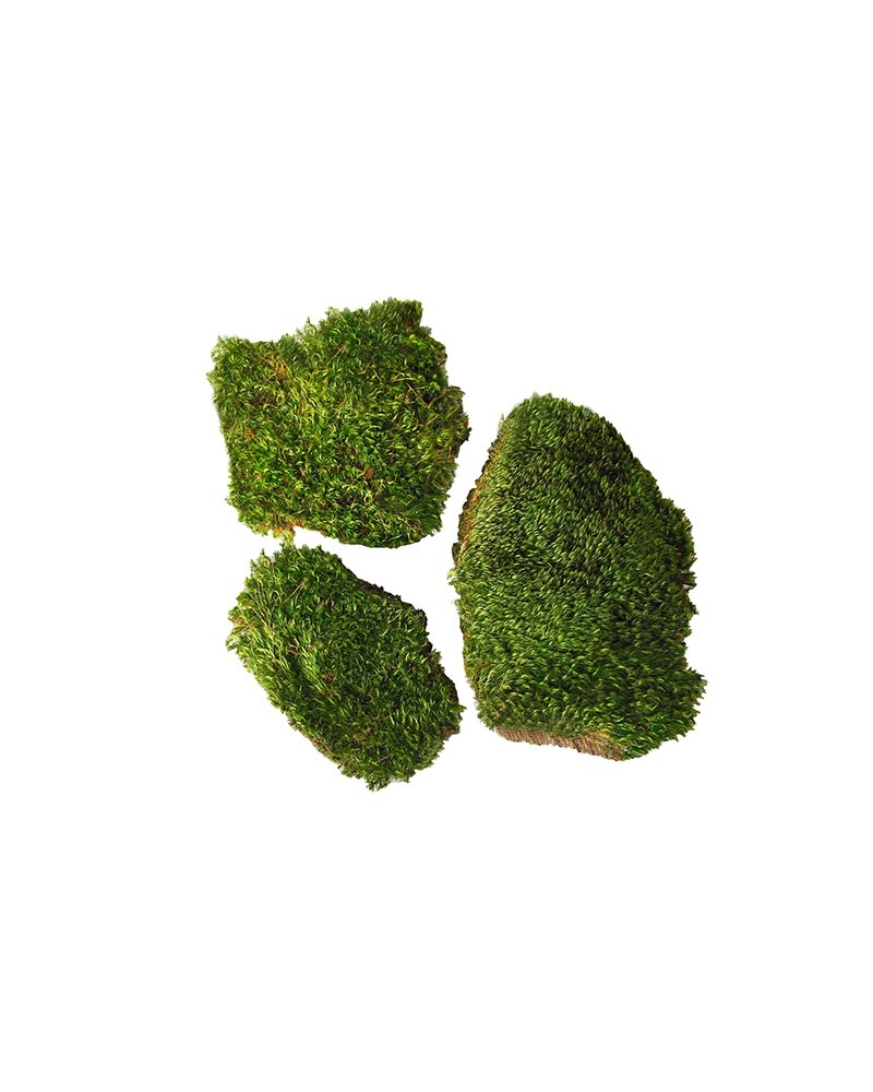 The Old Yew Mood Moss