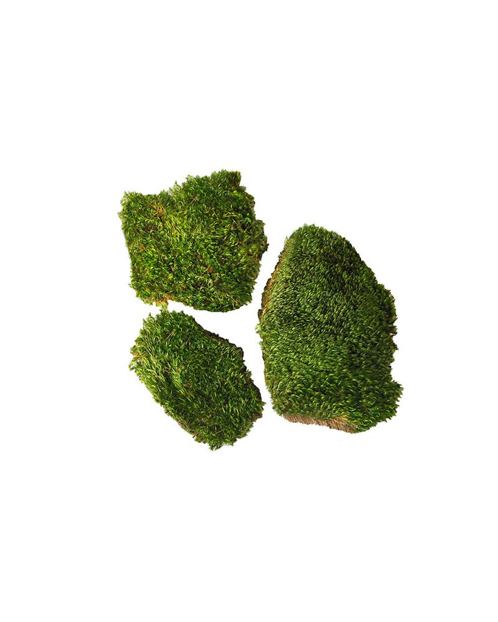The Old Yew Mood Moss