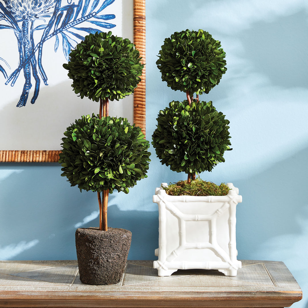 Preserved Boxwood Topiary - Double Sphere