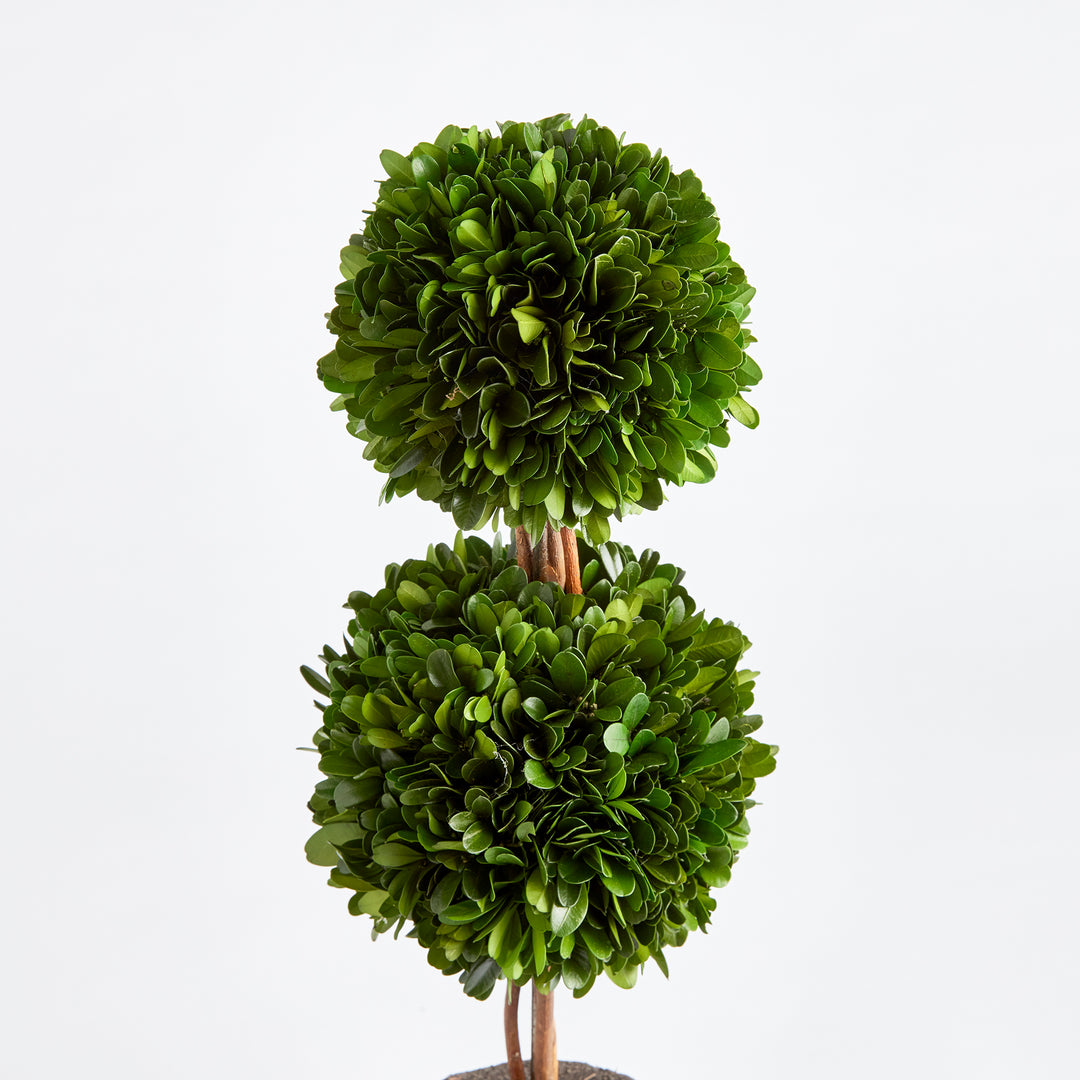 Preserved Boxwood Topiary - Double Sphere