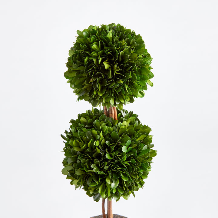 Preserved Boxwood Topiary - Double Sphere