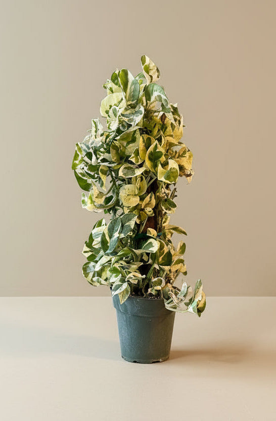 Pothos N Joy