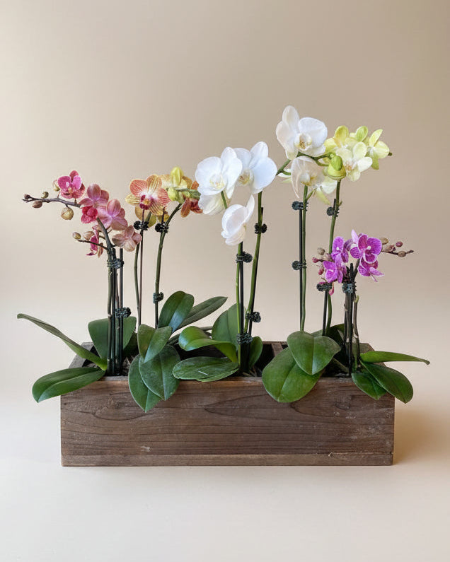 Blooming Orchid