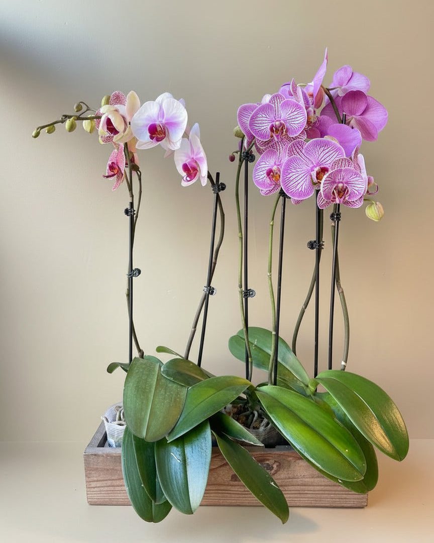 Blooming Orchid