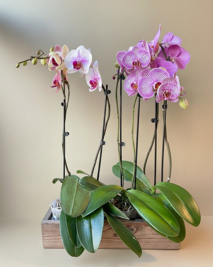Blooming Orchid