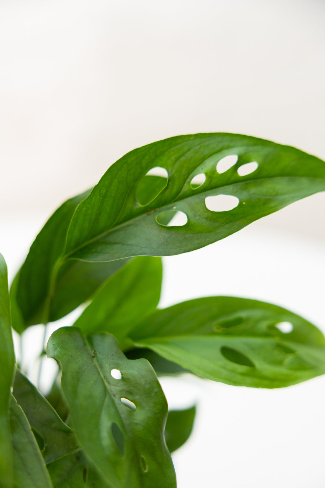 Monstera Adansonii