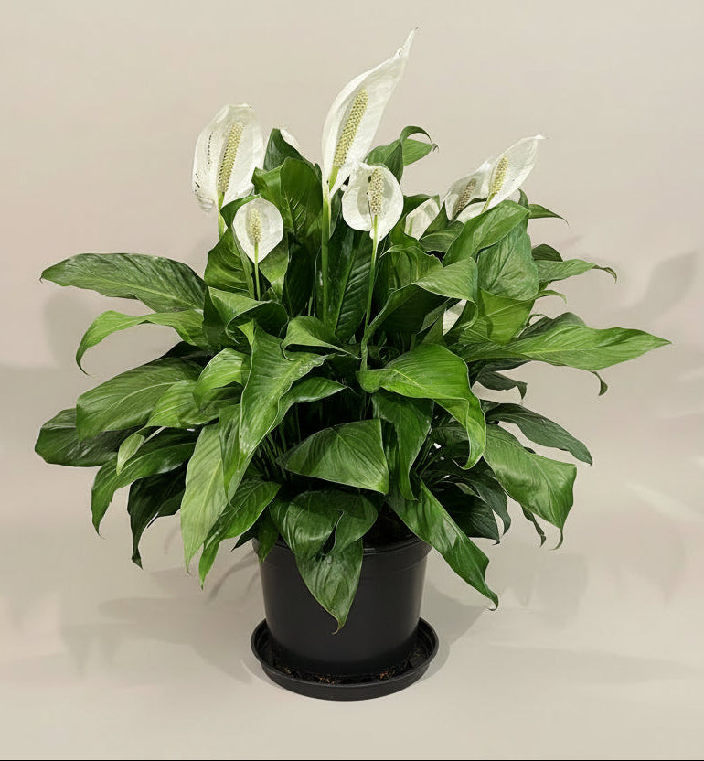 Peace Lily