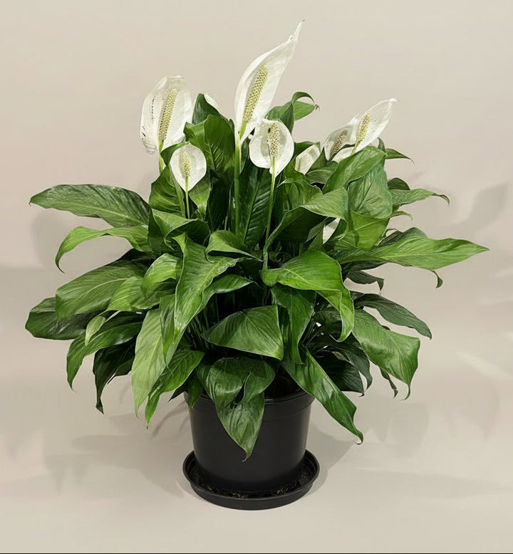 Peace Lily