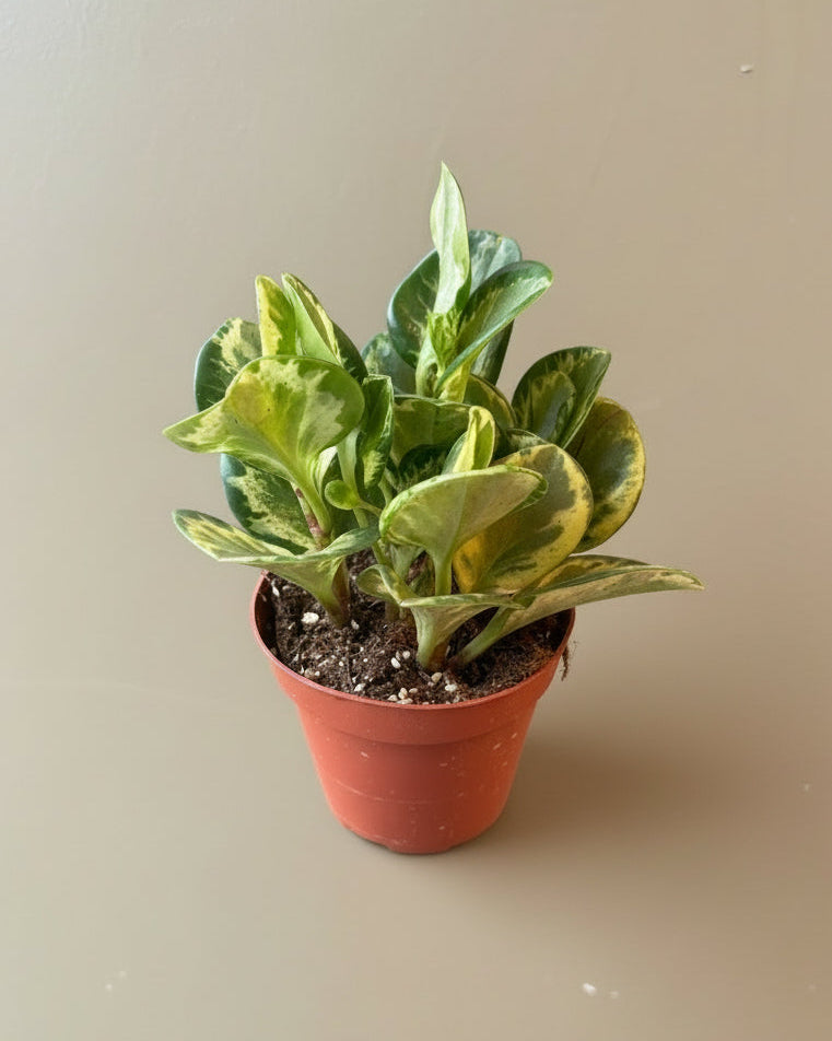 Peperomia