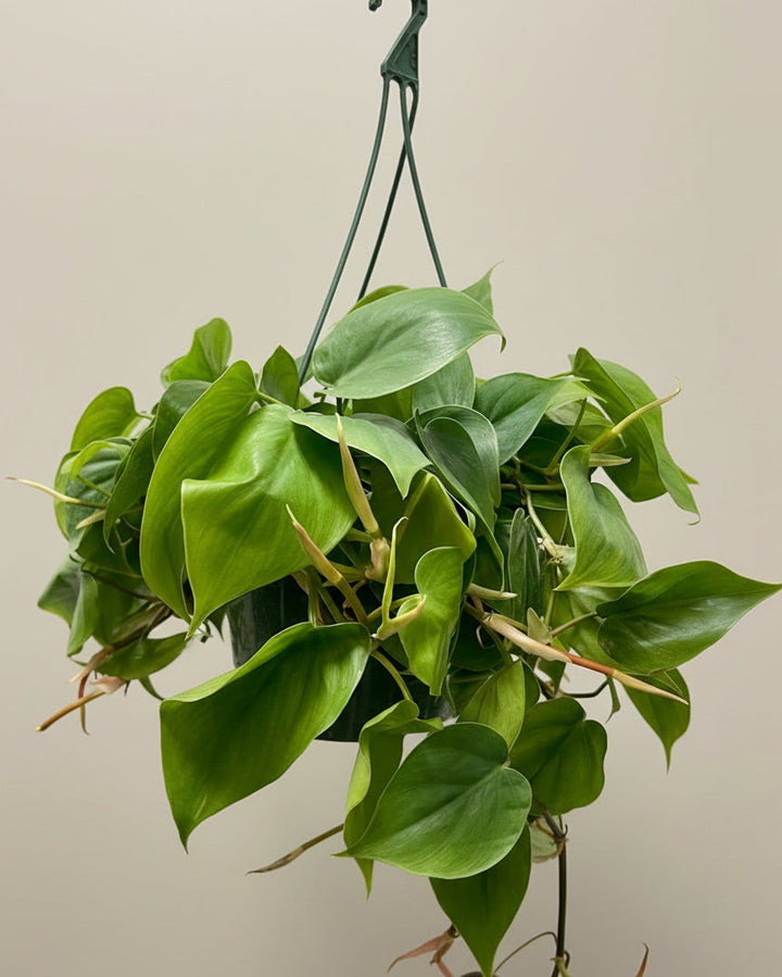 Philodendron Cordatum