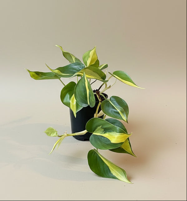 Philodendron Brasil