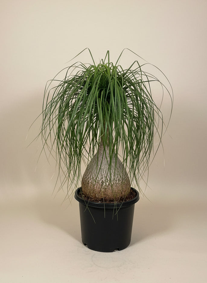 Ponytail Palm
