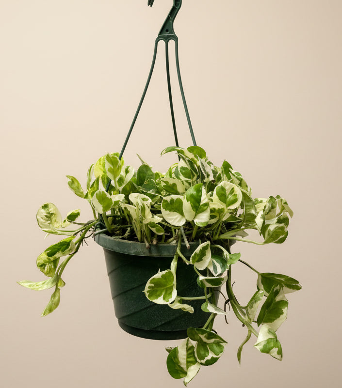 Pothos N Joy