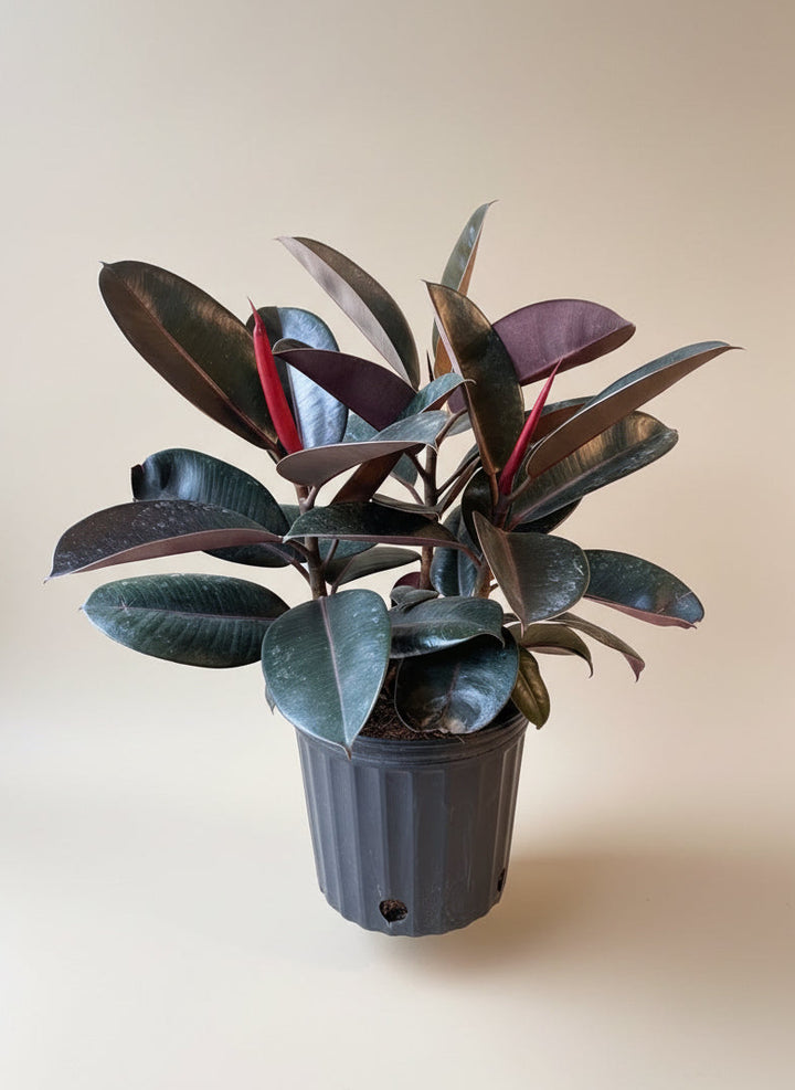 Ficus Burgundy