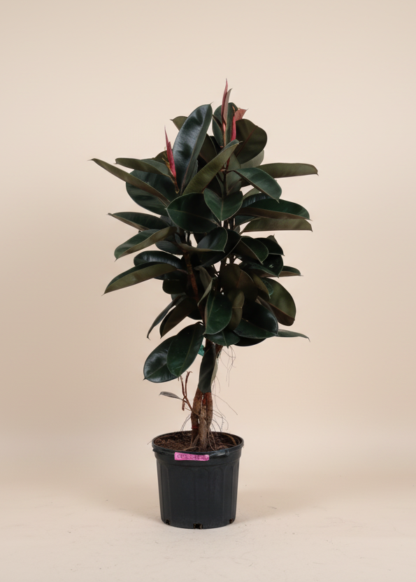 Ficus Burgundy