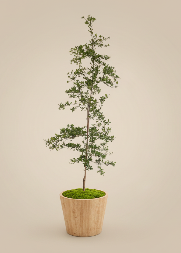 Black Olive Tree