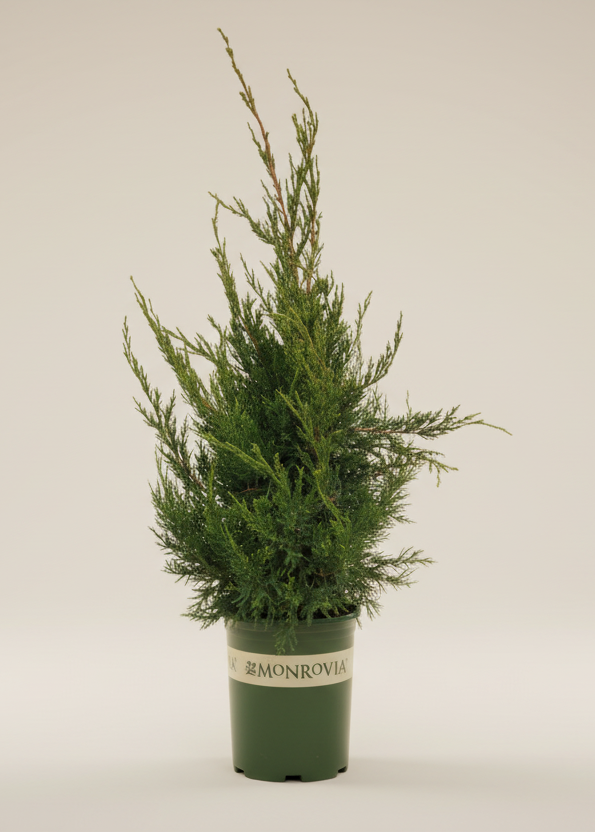 Green Columnar Juniper