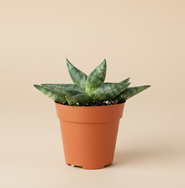 Snake Plant