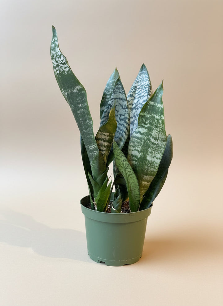 Snake Plant