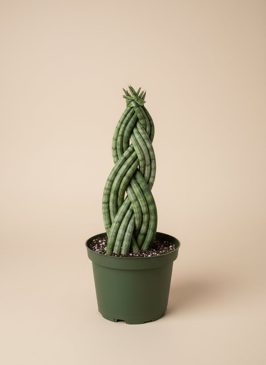 Snake Plant