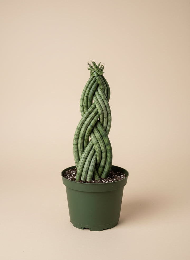 Snake Plant