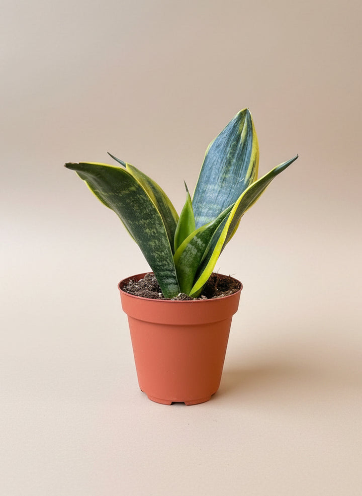 Snake Plant