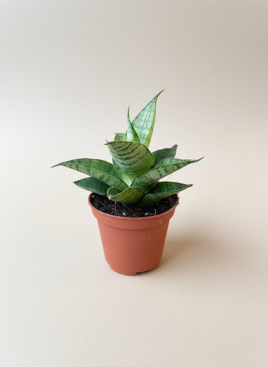 Snake Plant